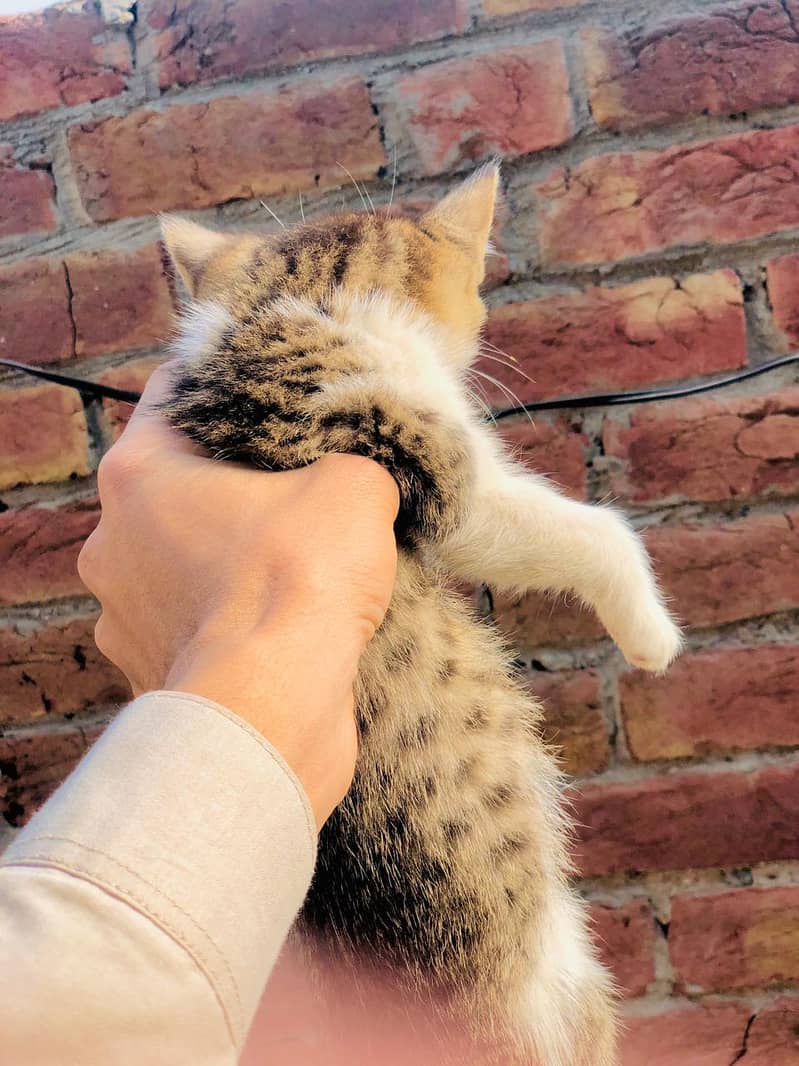 Persian Tabby Color Female cat for sale 2 month 5