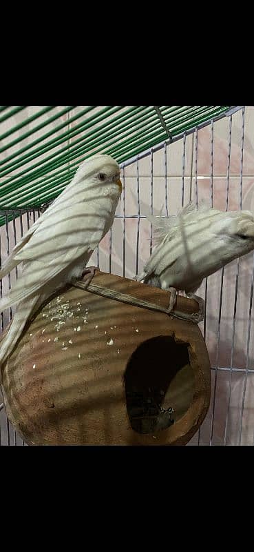 HOGOROMO PARROT PAIR 0