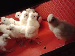 polish chicks Golden sebrite pair