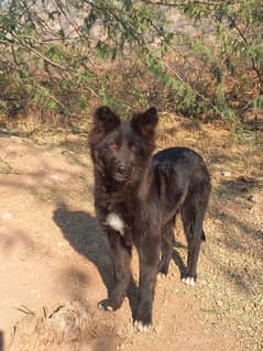 Black German shepherd