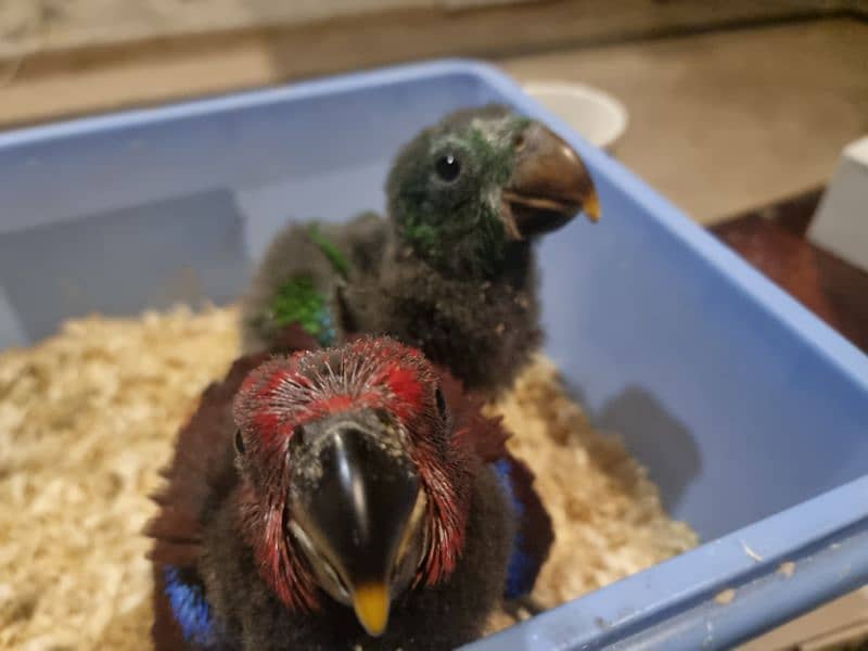 vosmeri eclectus pair 0