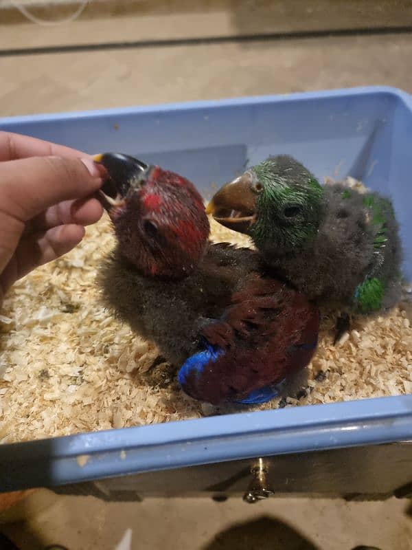 vosmeri eclectus pair 5