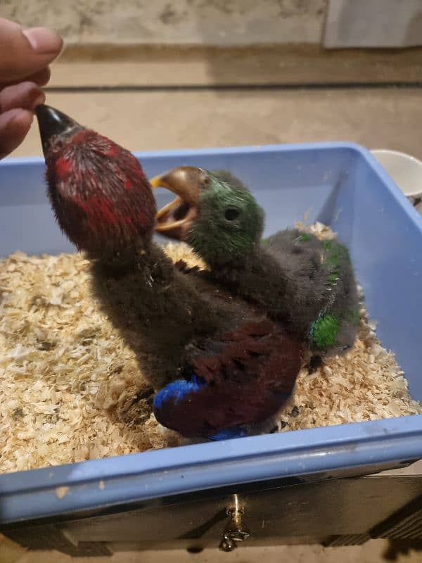 vosmeri eclectus pair 6