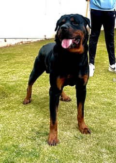 Rottweiler Pedigree available for STUD