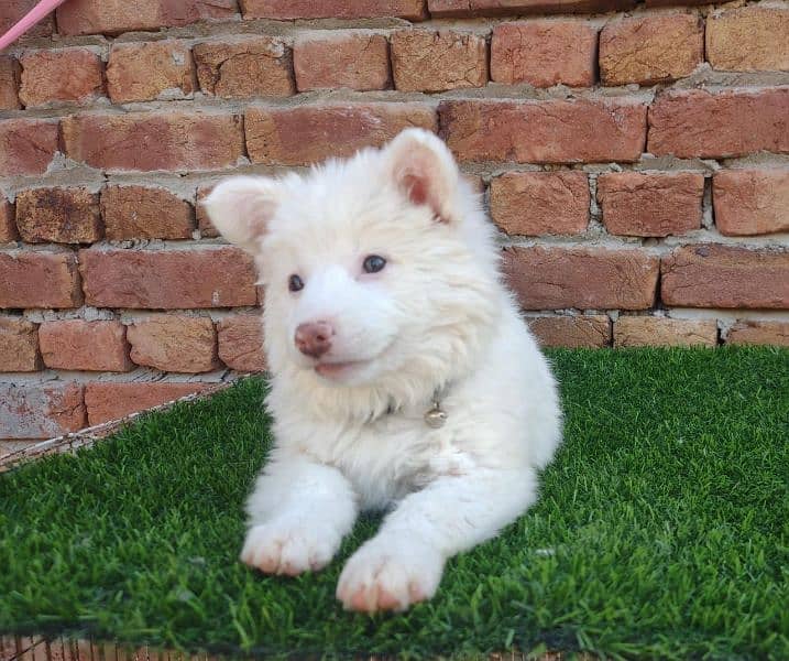 Russian dog for sale 2 month age  WhatsApp No 0326/7720/525 0