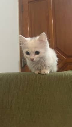 Persian female kitten