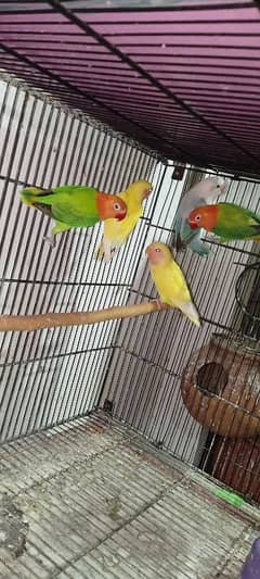 Love Birds for rehoming