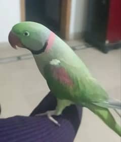 hand tamed parrots available for sale