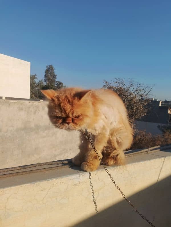 Male cat for sale what's aap NUM 03065552120 3