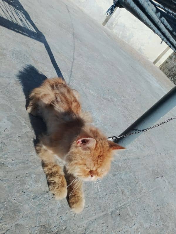 Male cat for sale what's aap NUM 03065552120 5