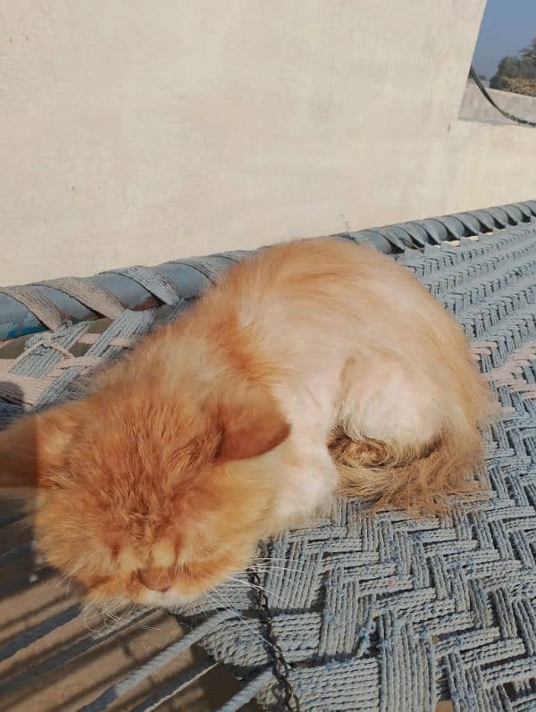 Male cat for sale what's aap NUM 03065552120 6