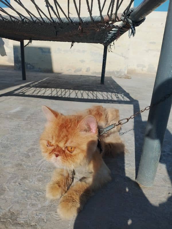 Male cat for sale what's aap NUM 03065552120 7