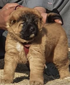 kurdish Kangal dog pair 2 months for sale security dog