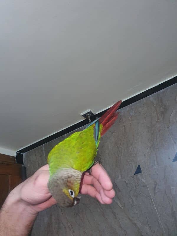 handtamed Green cheek knour fully dancing parrot & handshake 1