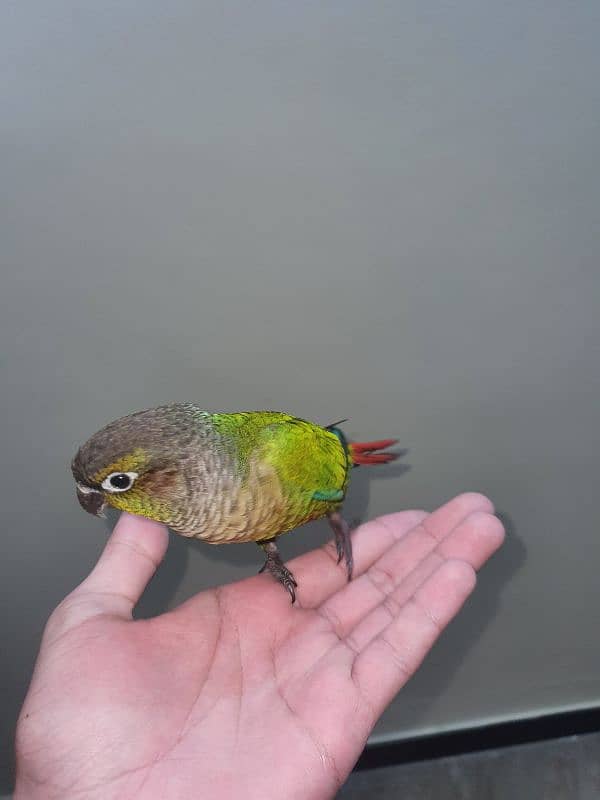 handtamed Green cheek knour fully dancing parrot & handshake 3