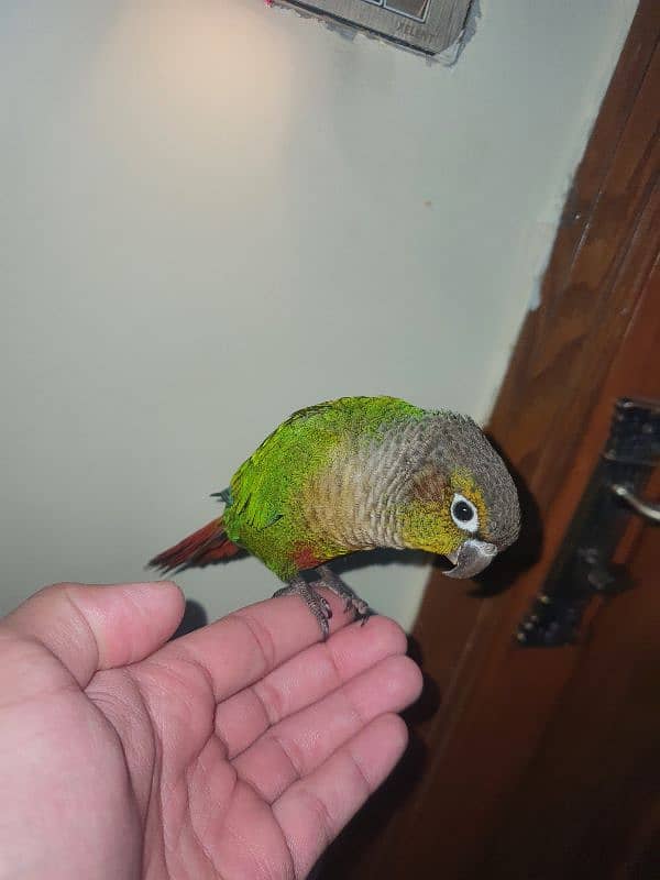 handtamed Green cheek knour fully dancing parrot & handshake 4