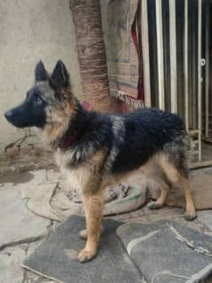 German shepherd long coat