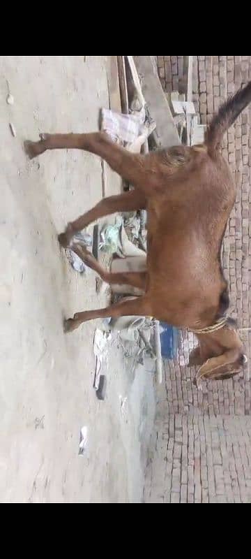 goat for sale 1