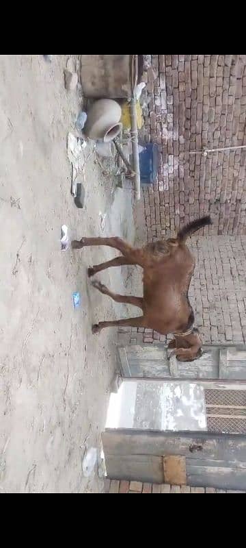 goat for sale 2