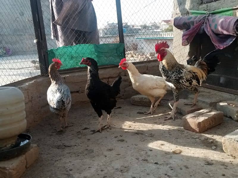 Some hens for sale 3