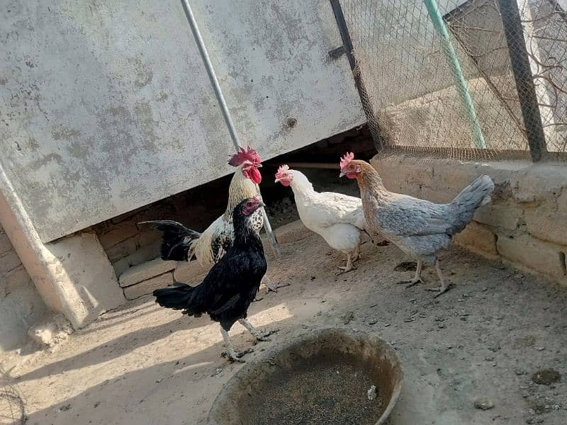 Some hens for sale 4