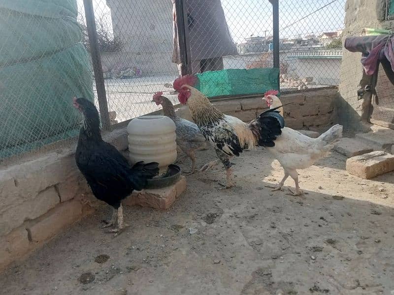 Some hens for sale 5