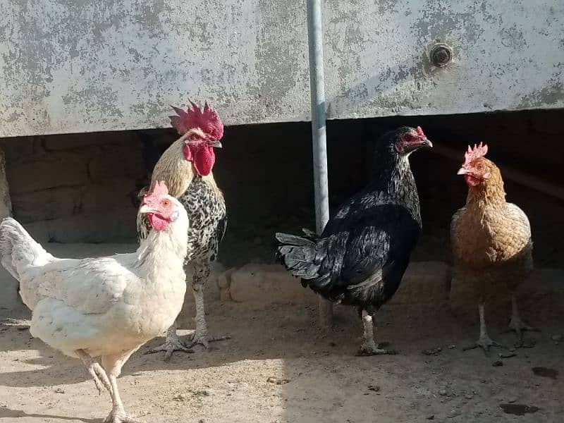 Some hens for sale 6