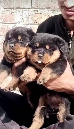 rottweiler puppies from top lines