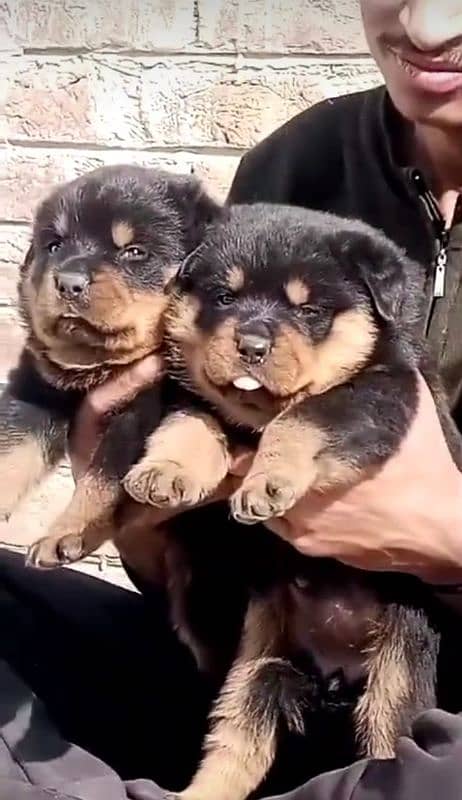 rottweiler puppies from top lines 0