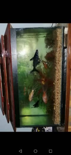 Shark and white gold fishes with Aquarium are for sale(03006833433)