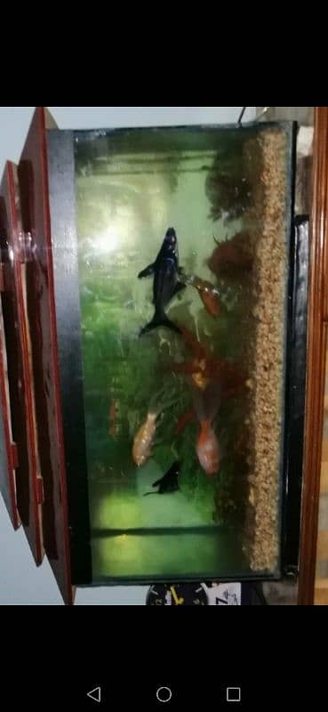 Shark and white gold fishes with Aquarium are for sale(03006833433) 0