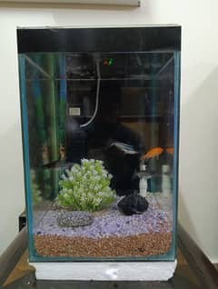 1x2ft Aquarium With Accessories