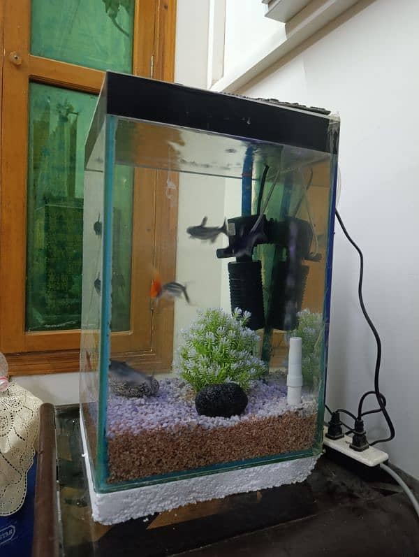 1x2ft Aquarium With Accessories 1