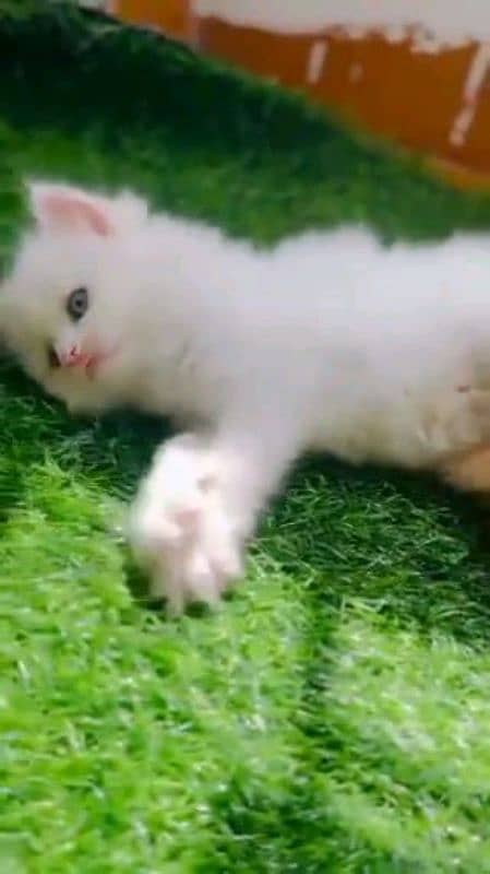 Persian cat femaleMy WhatsApp number 03304246398 0