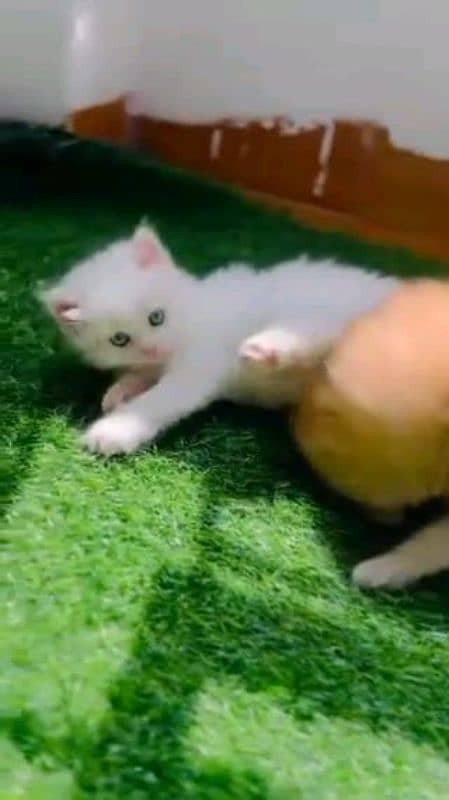 Persian cat femaleMy WhatsApp number 03304246398 1