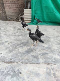 Beautiful Aseel Chicks for Sale