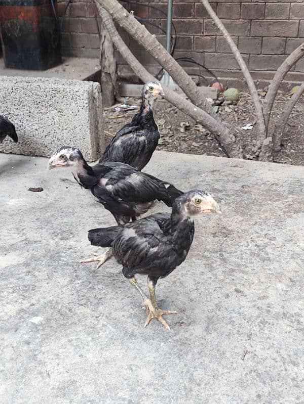 Beautiful Aseel Chicks for Sale 1