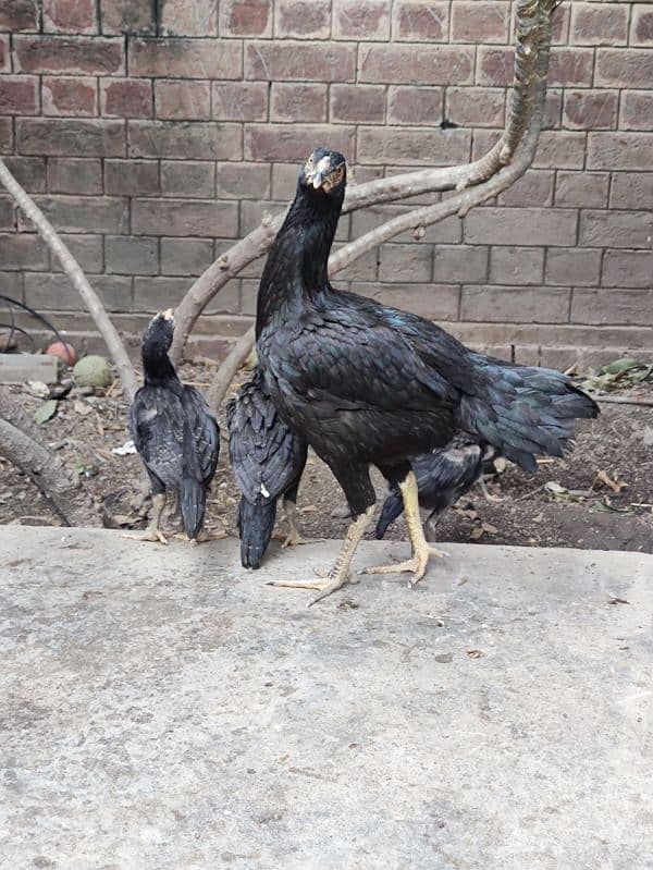 Beautiful Aseel Chicks for Sale 2