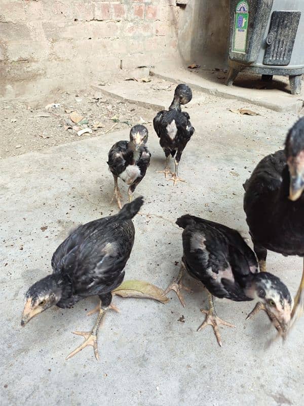 Beautiful Aseel Chicks for Sale 3