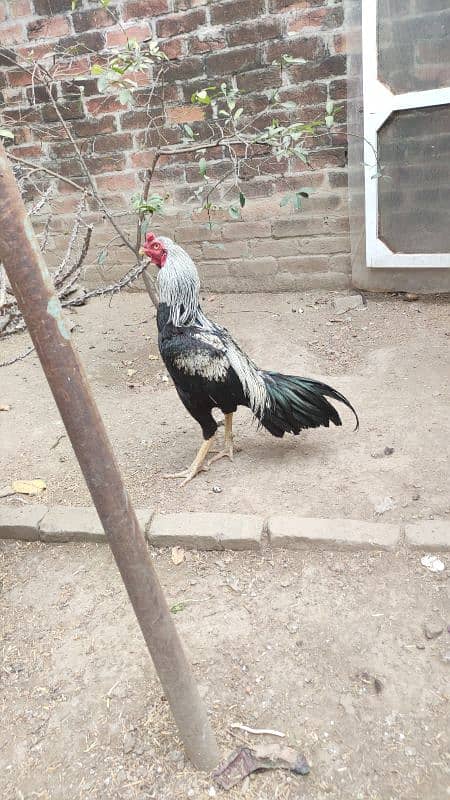 Beautiful Aseel Chicks for Sale 4