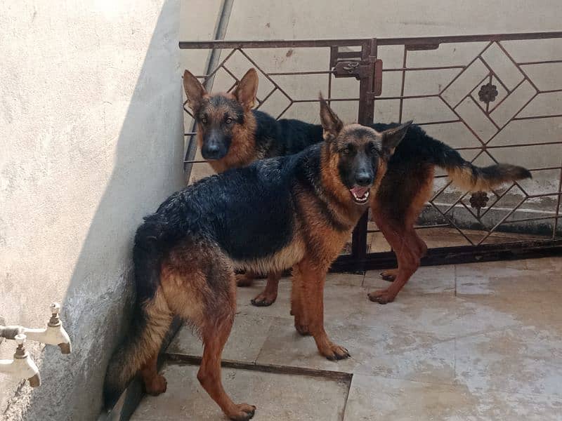 German Shepherd For sale Male or Female. 0