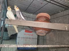 cocktail Breeding Pair