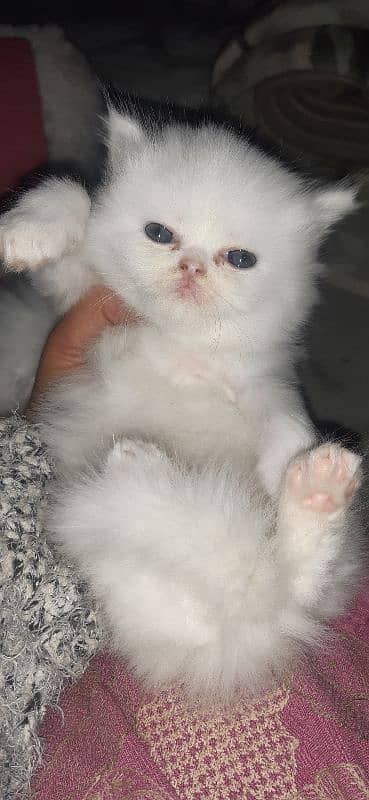 Persian kitten 0