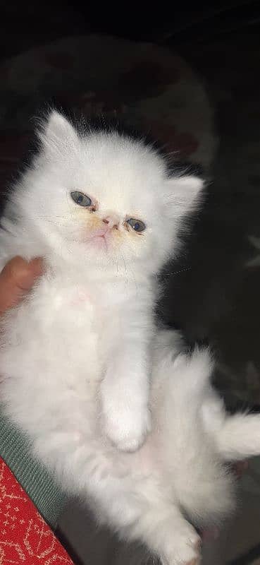 Persian kitten 1