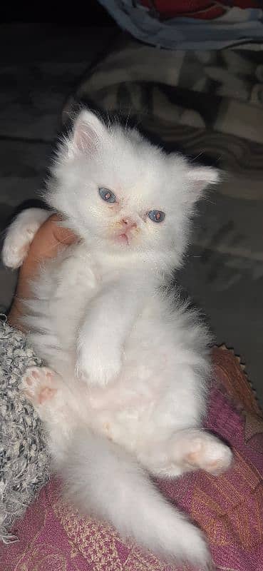 Persian kitten 3