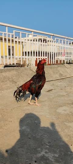 Pure Rampuri Aseel Breeder Quality Bird