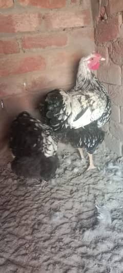 Sliver laced wyandotte Splash laced wyandotte Blue laced wyandotte