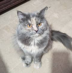 1 year  ke female persian cat hi price 13000