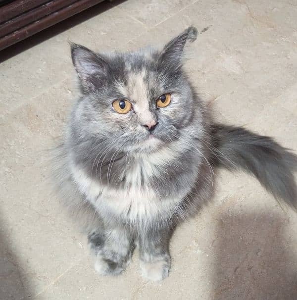 1 year  ke female persian cat hi price 15000 0