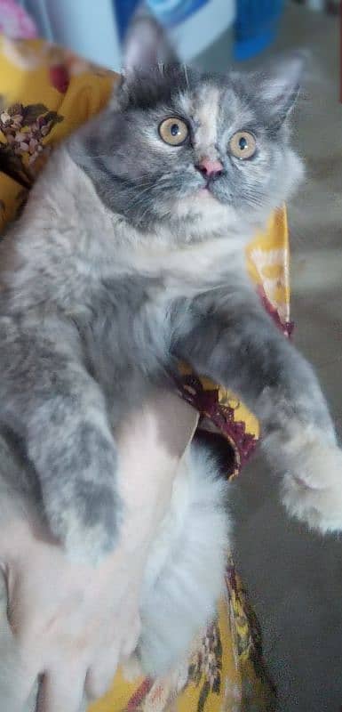 1 year  ke female persian cat hi price 15000 4